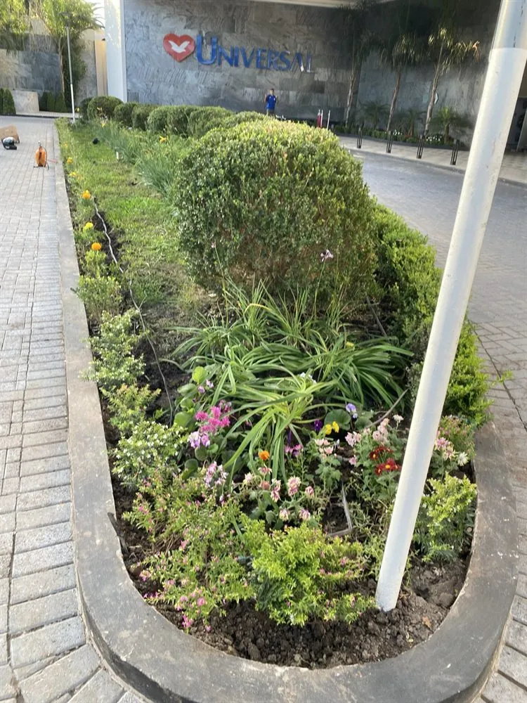 Diseño y mantenimiento de cantero con plantas