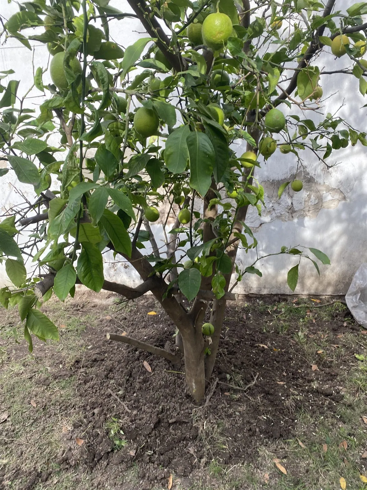 Plantación de árbol cítrico en jardín
