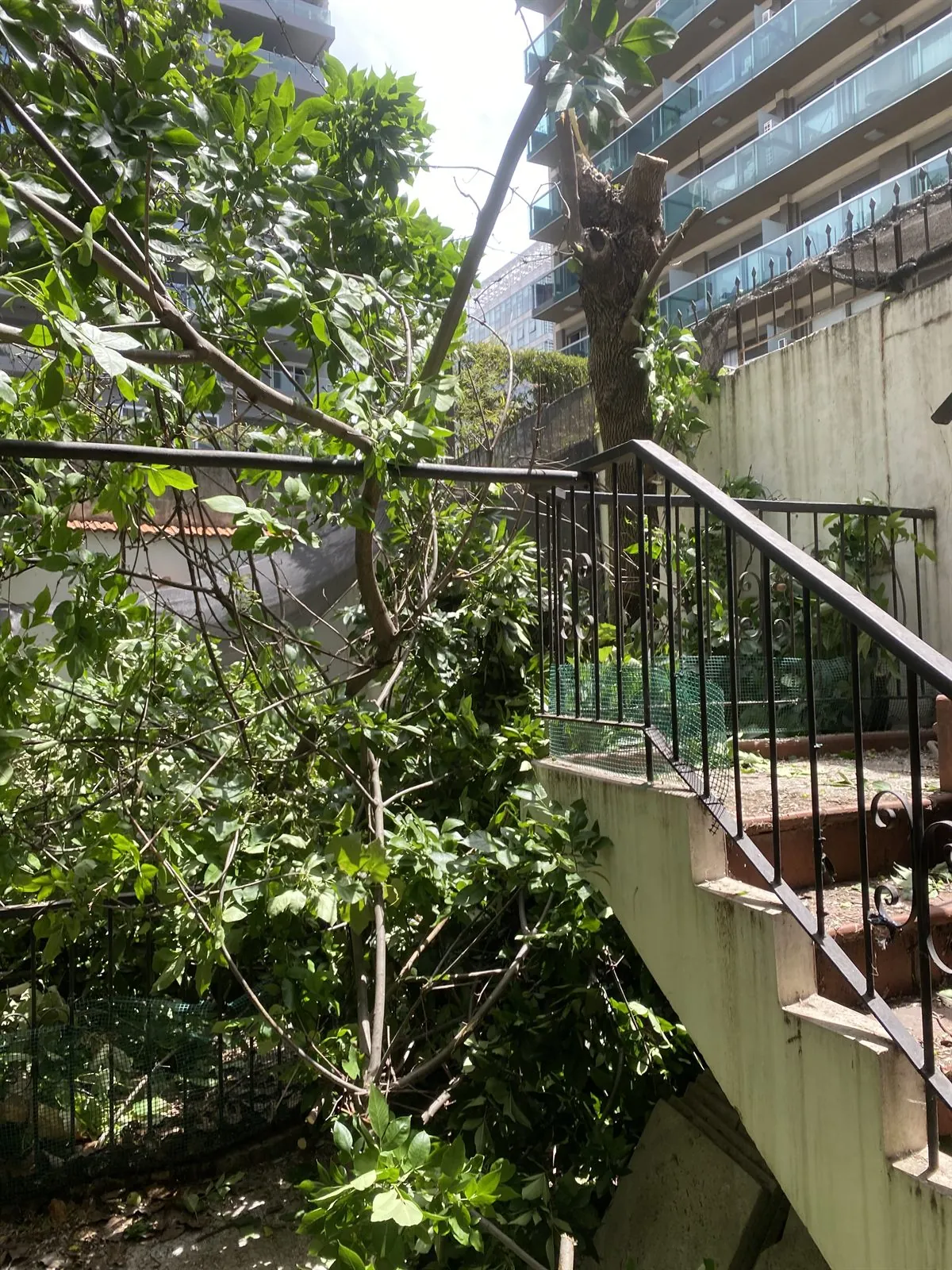 Mantenimiento de jardín con pérgola