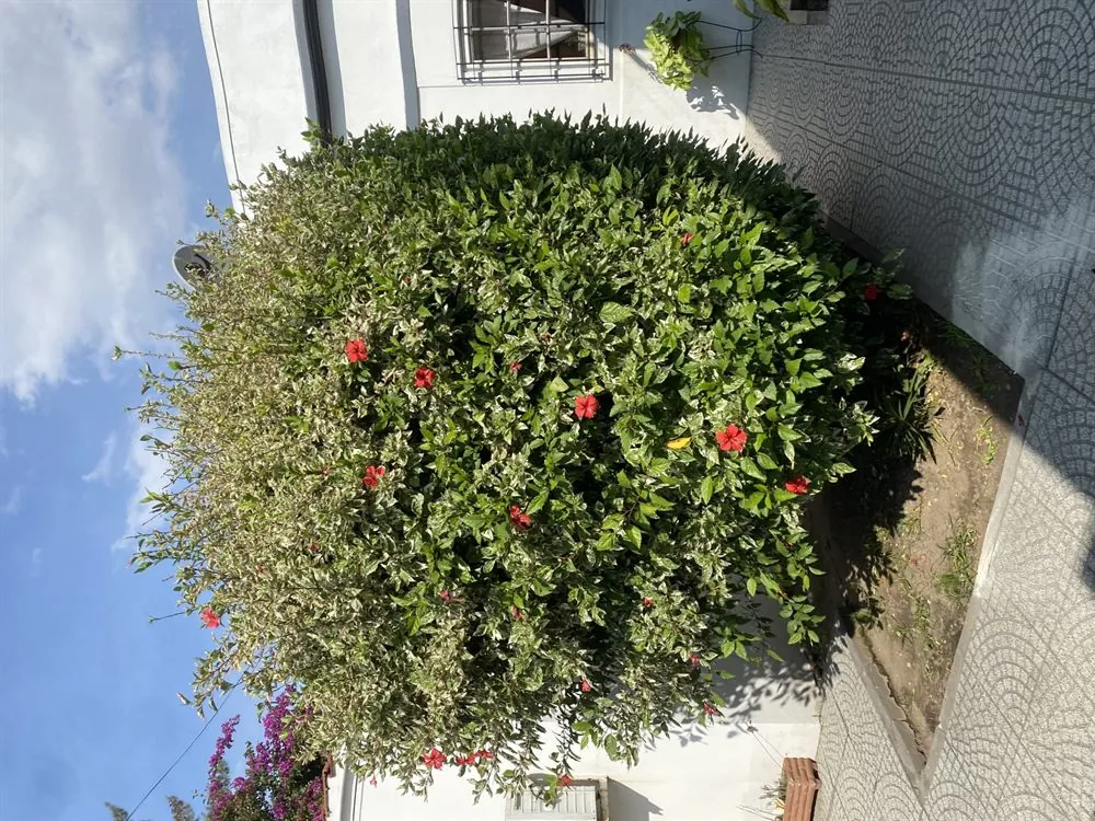 Topiario y poda ornamental de arbustos