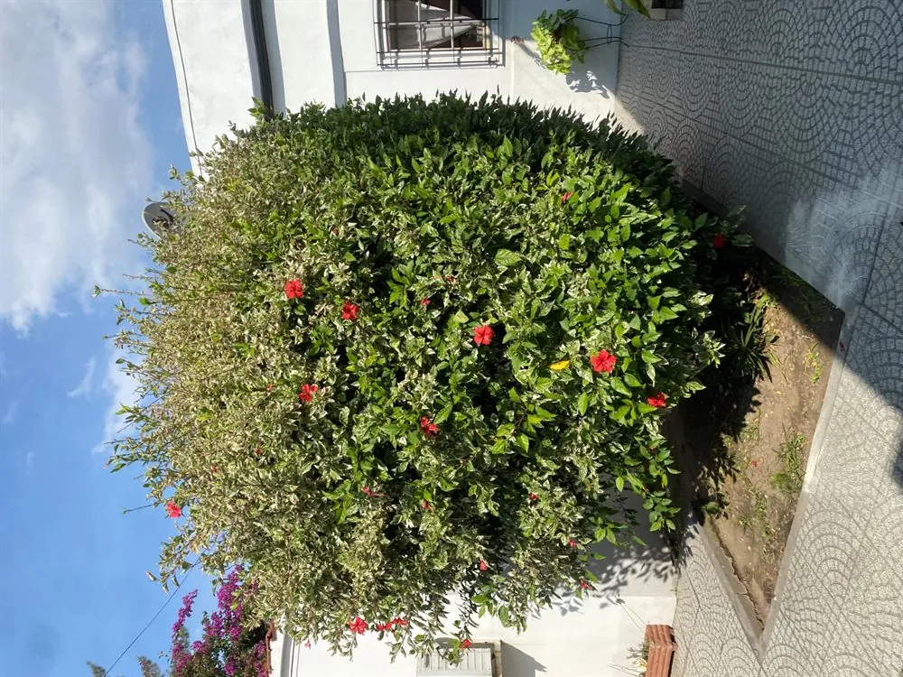 Arbustos esféricos podados en jardín
