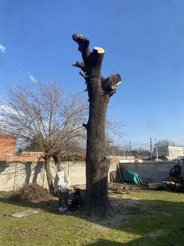 Tala de árbol y retiro de tronco