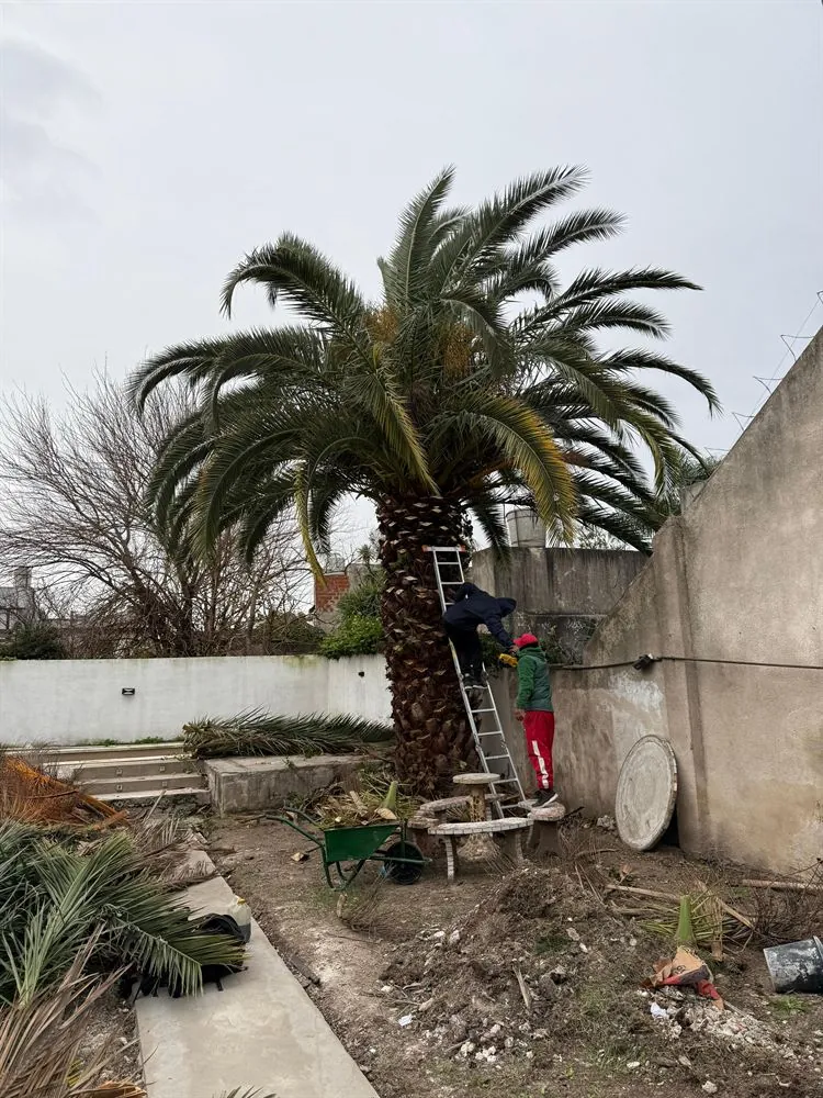 Poda de palmera con escalera