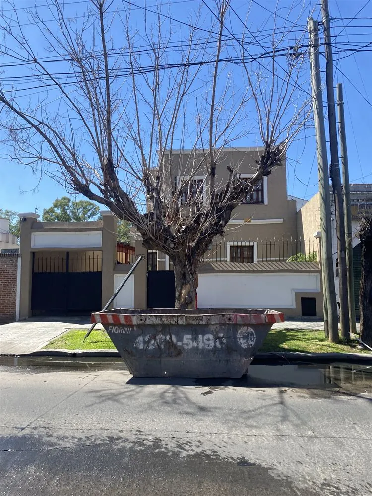 Árbol con poda correctiva