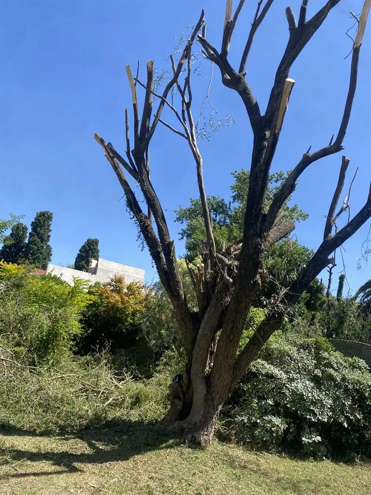 Árbol seco podado en altura