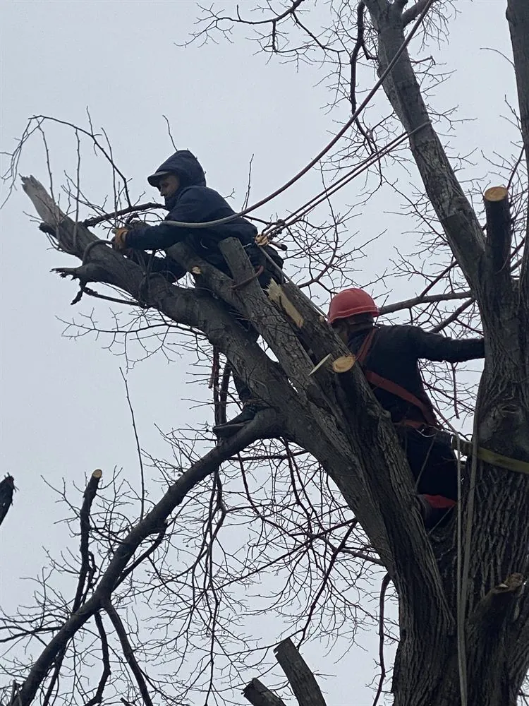 Trepa y poda de un árbol