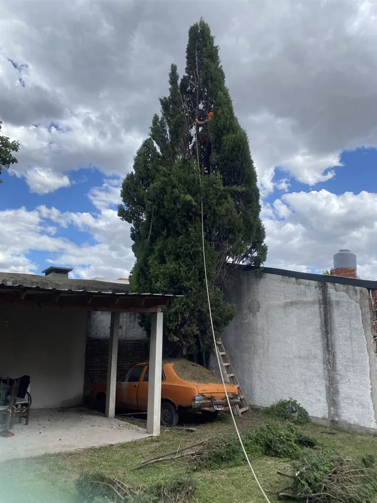 Extracción de conífera con maquinaria