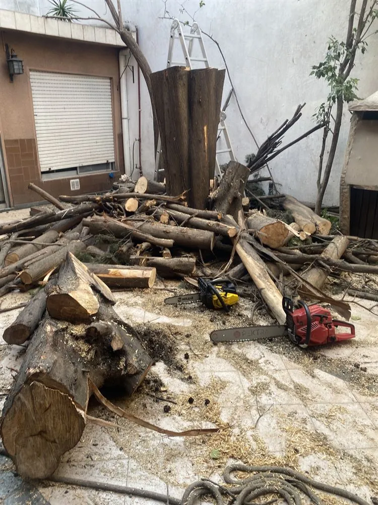 Tala de árbol con motosierra