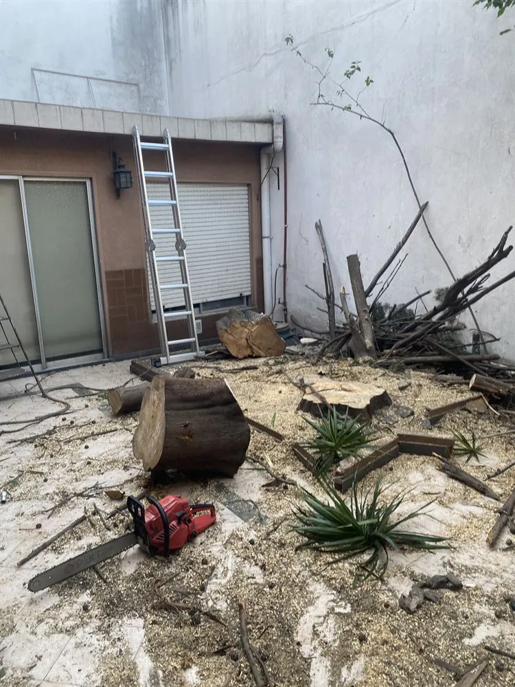 Tala de palmera y tocón