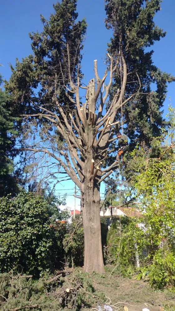 Árbol con poda de formación