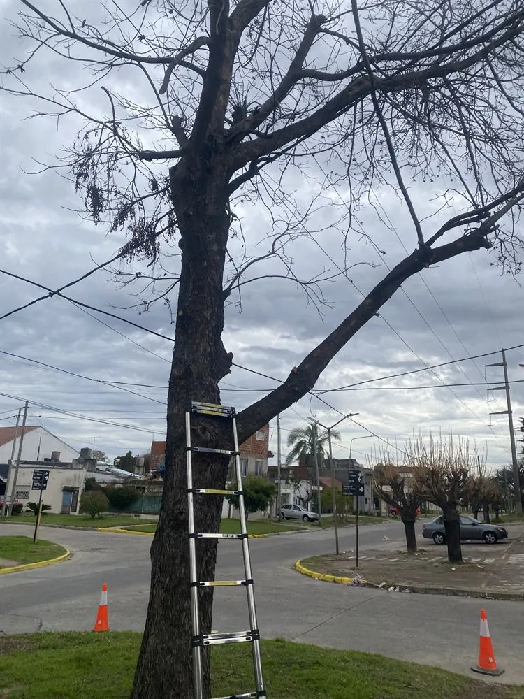 Escalera y conos de seguridad en poda urbana