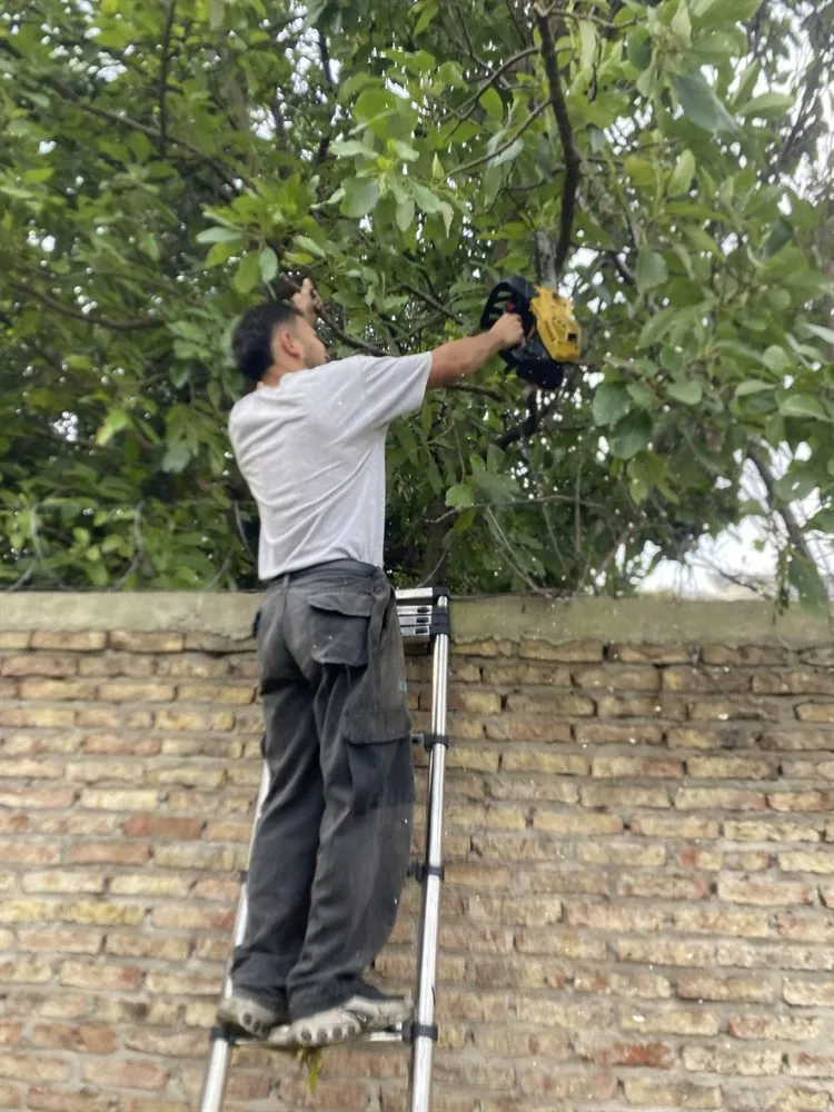Poda en altura con pértiga de extensión