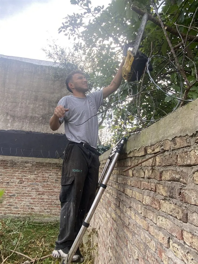 Operario podando un árbol en altura