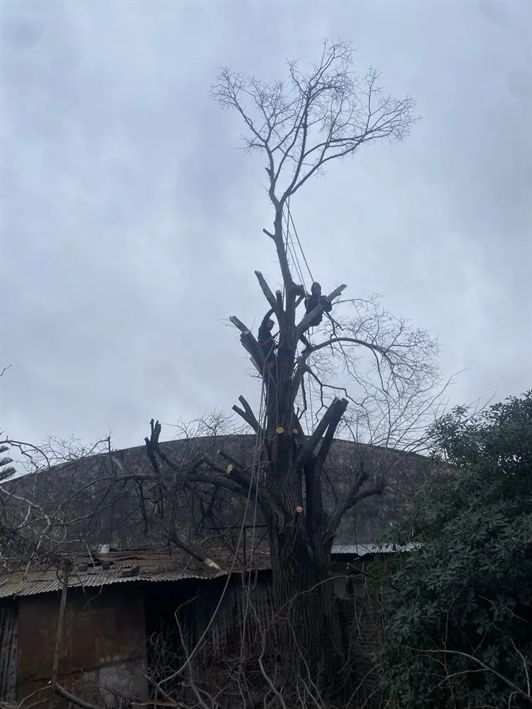 Poda de formación de árbol