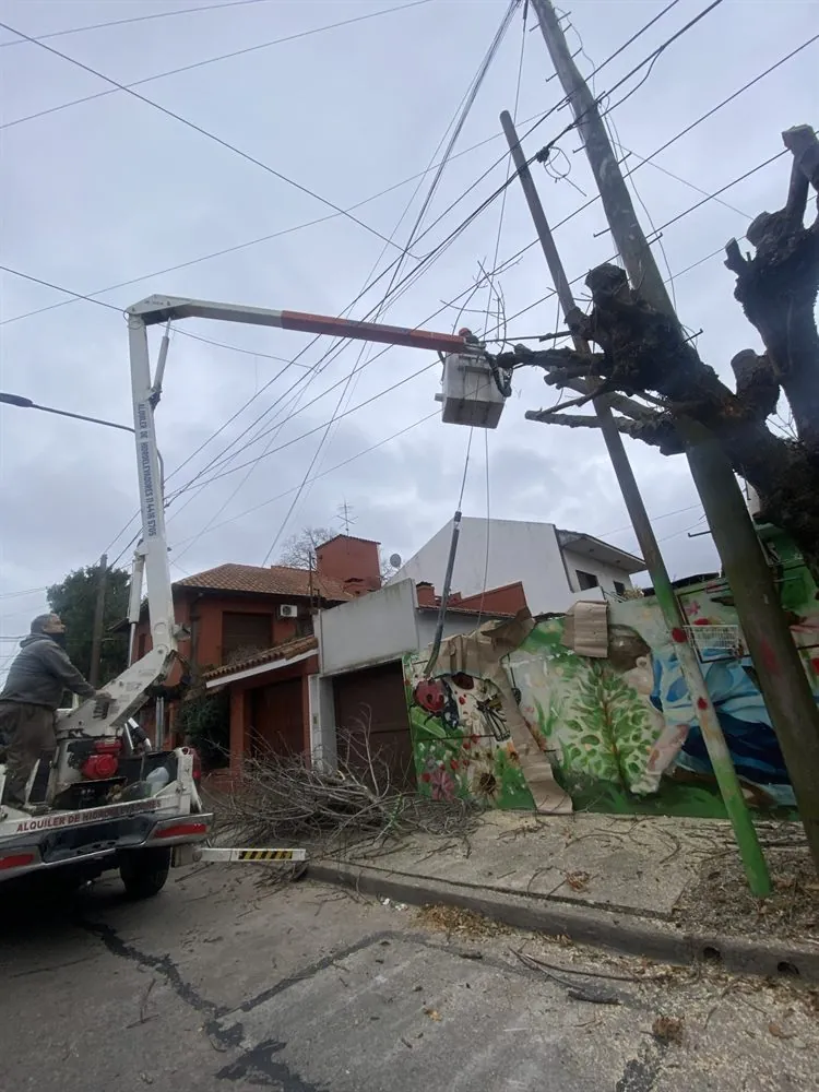 Poda urbana de arbolado público