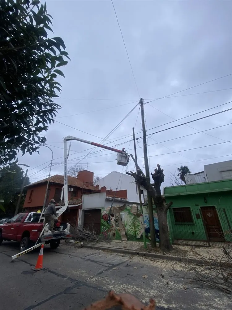 Poda de árbol en la vereda