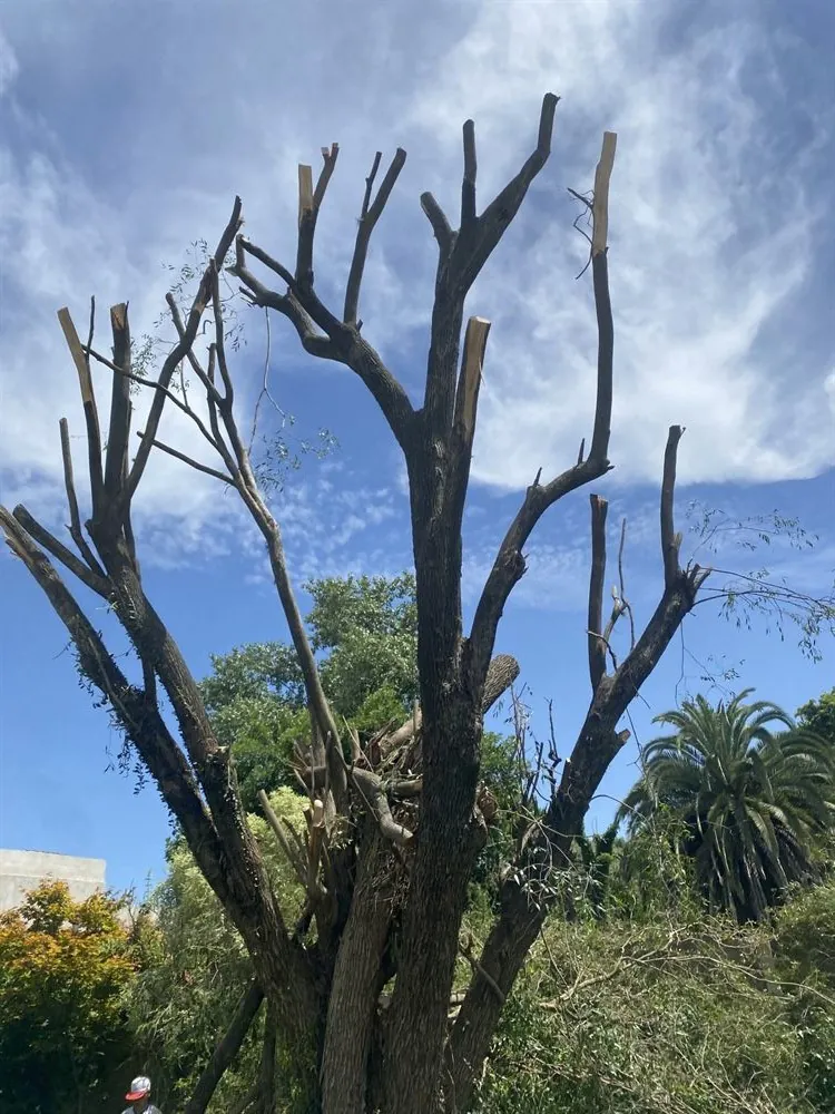 Tala de árbol en altura