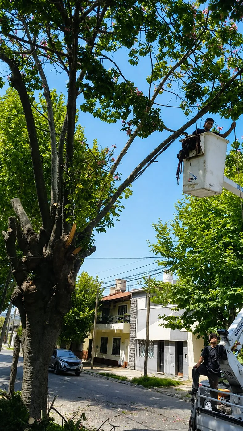 Operario podando en altura un árbol frondoso desde la canasta