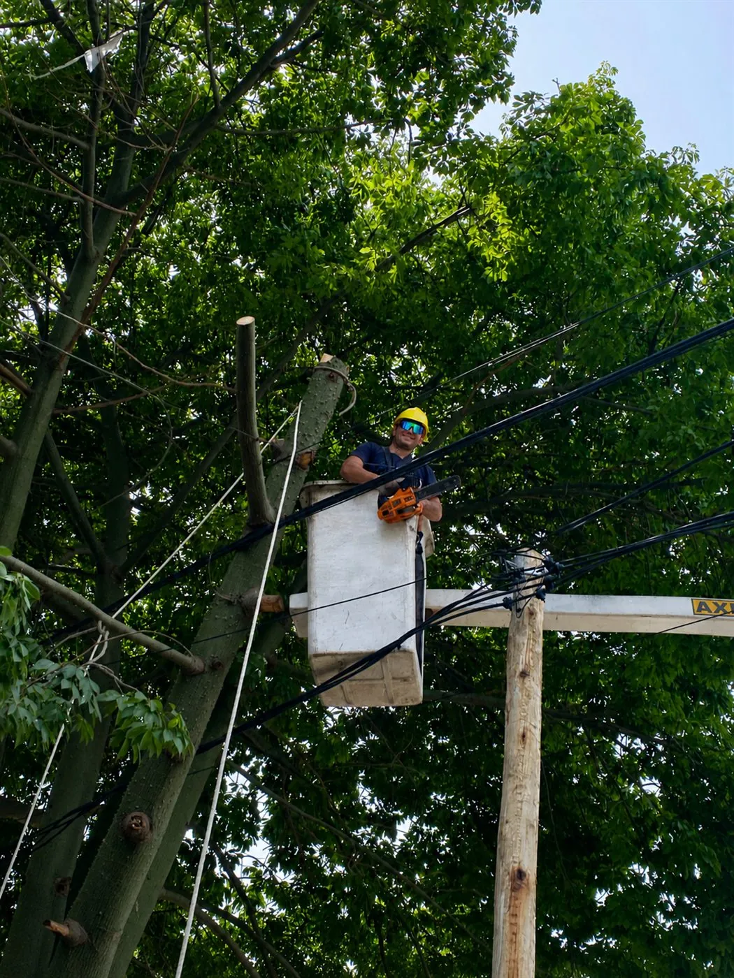 Poda segura en altura cerca del cableado eléctrico
