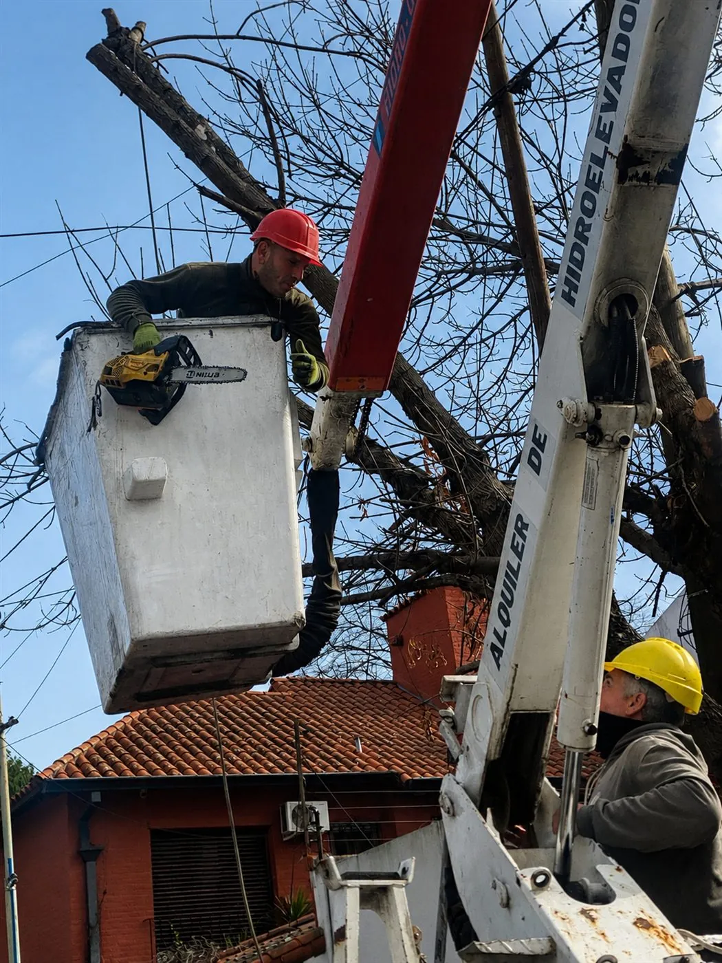 Operario de Krynski podando en altura desde la canasta de una hidroelevadora