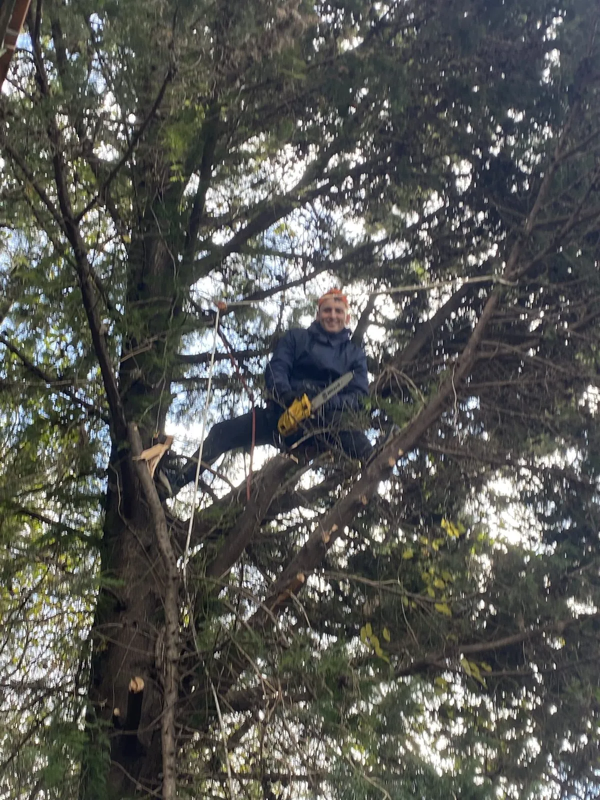Poda en altura de árbol con trepa y arnés en Buenos Aires