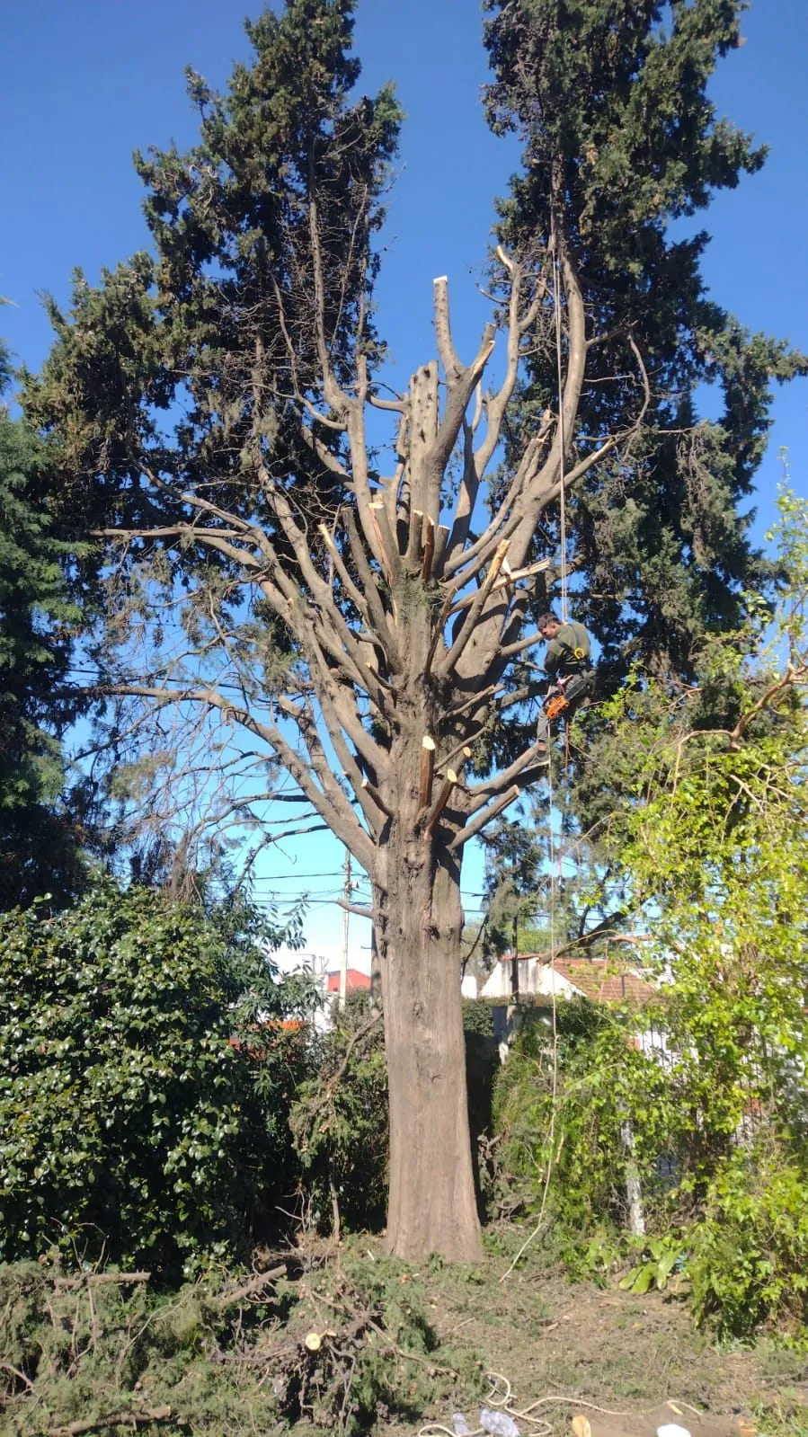 Árbol con poda correctiva de formación