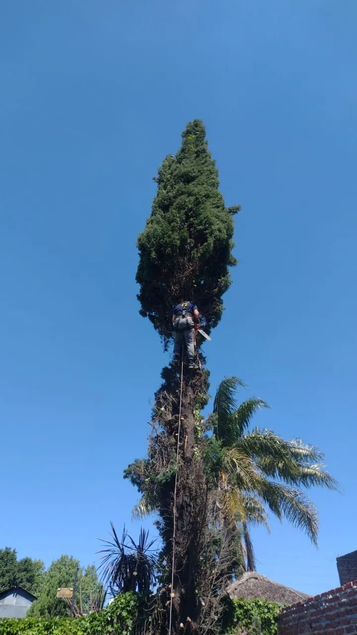 Operario en la copa de un ciprés realizando poda con motosierra
